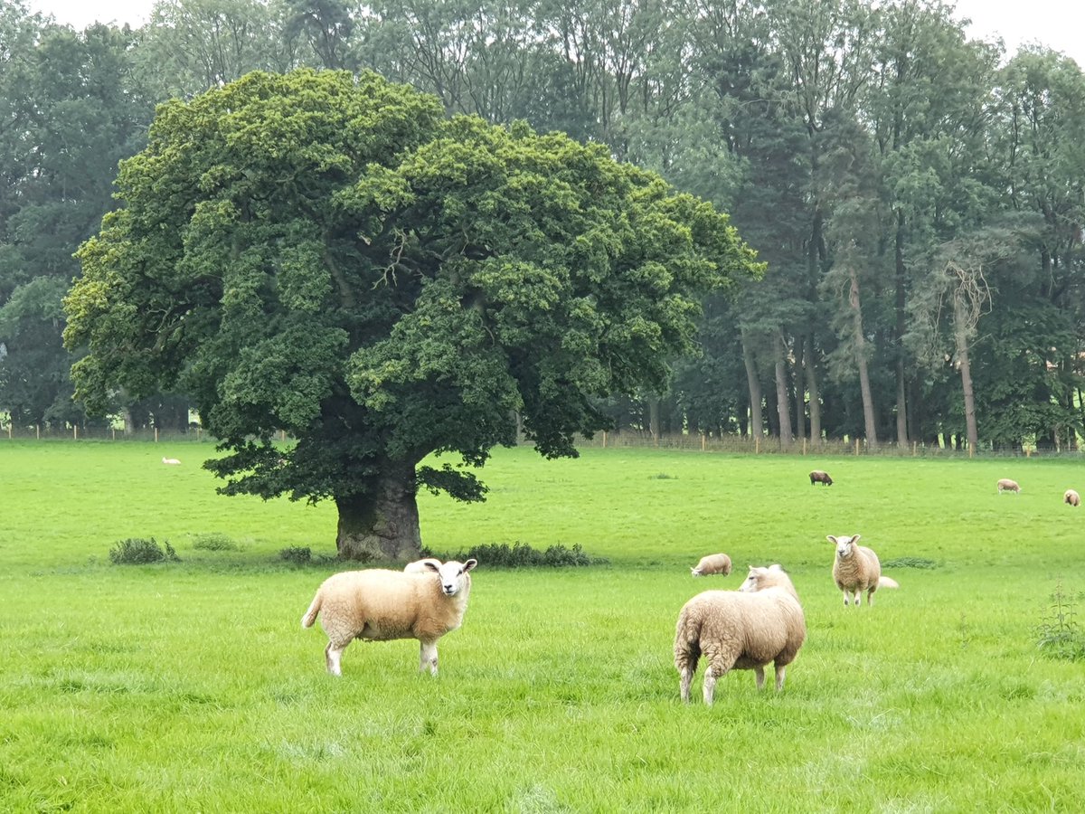 JackyP599's tweet photo. Too long at the screen today.
Glad that we enjoyed some bucolic wanderings around #jervaulx yesterday. #idratherbeoutside
#northyorkshire https://t.co/0q4mPWDHWN