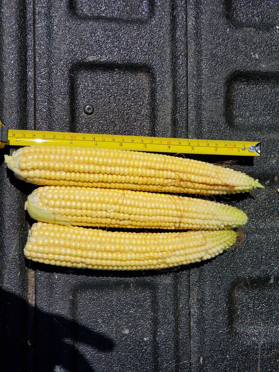 JimSmith87's tweet photo. Our first stop in Indiana was in Jay County.  Corn estimated 113.6 and the soybeans had 12 pods per plant but will change a lot in the coming week.

#pftour20 @Caseman4994 https://t.co/E2KMbrU8SK