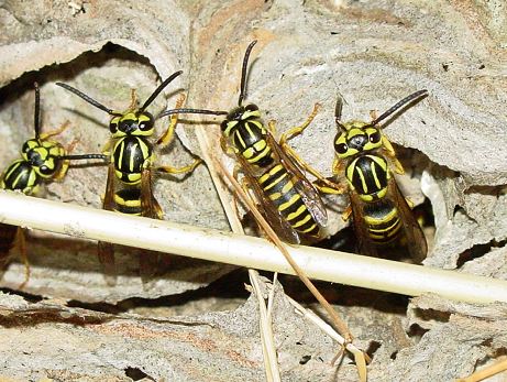 EnviroCare's tweet photo. Are you seeing bumble bees, killer bees, honey bees, carpenter bees, yellow jackets, wasp, or hornets? The specialists know the difference between different types of bees, and can recommend the best course of action, depending on the bee near your home or business. #beespecialist https://t.co/UWL6IDFQxI