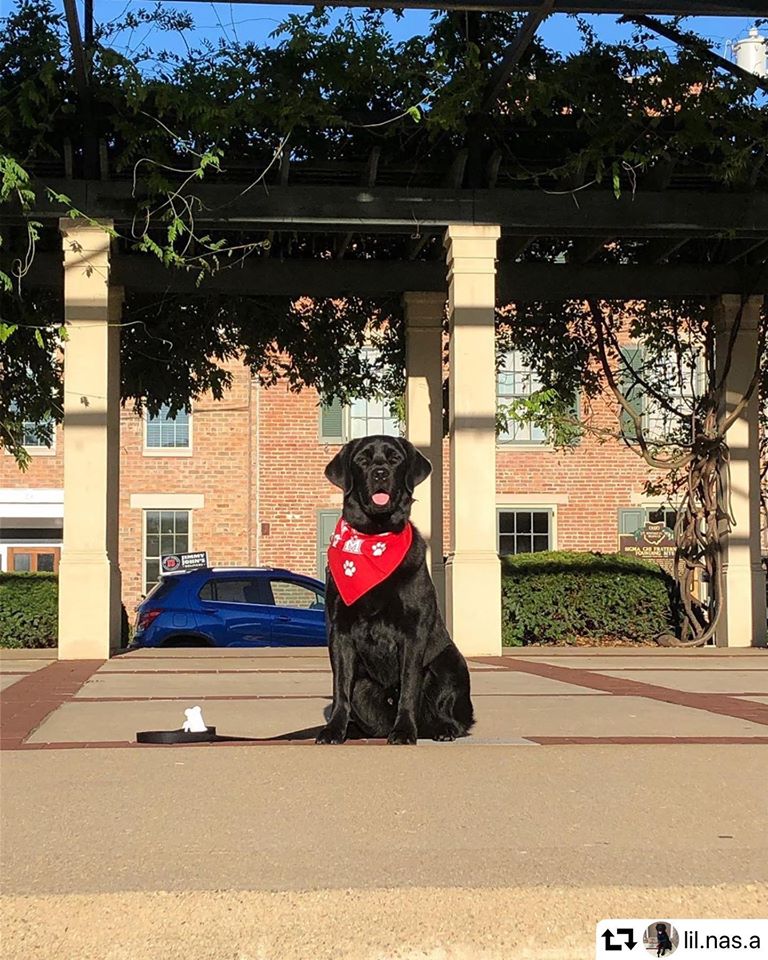 EnjoyOxfordOH's tweet photo. The little cutie is showing @miamiuniversity​ some love just in time for the fall semester. Happy first day of classes, everyone! https://t.co/2ojgzgVFS6