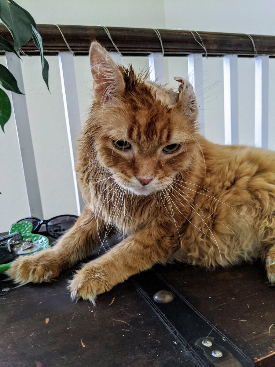 lindzgoss's tweet photo. Immediately after the cone came offππΊ #waitwhat #itsoff #whileimhome #hesacleaningmachine #Caddy #CatsOfTwitter https://t.co/h2i8bTsxaK