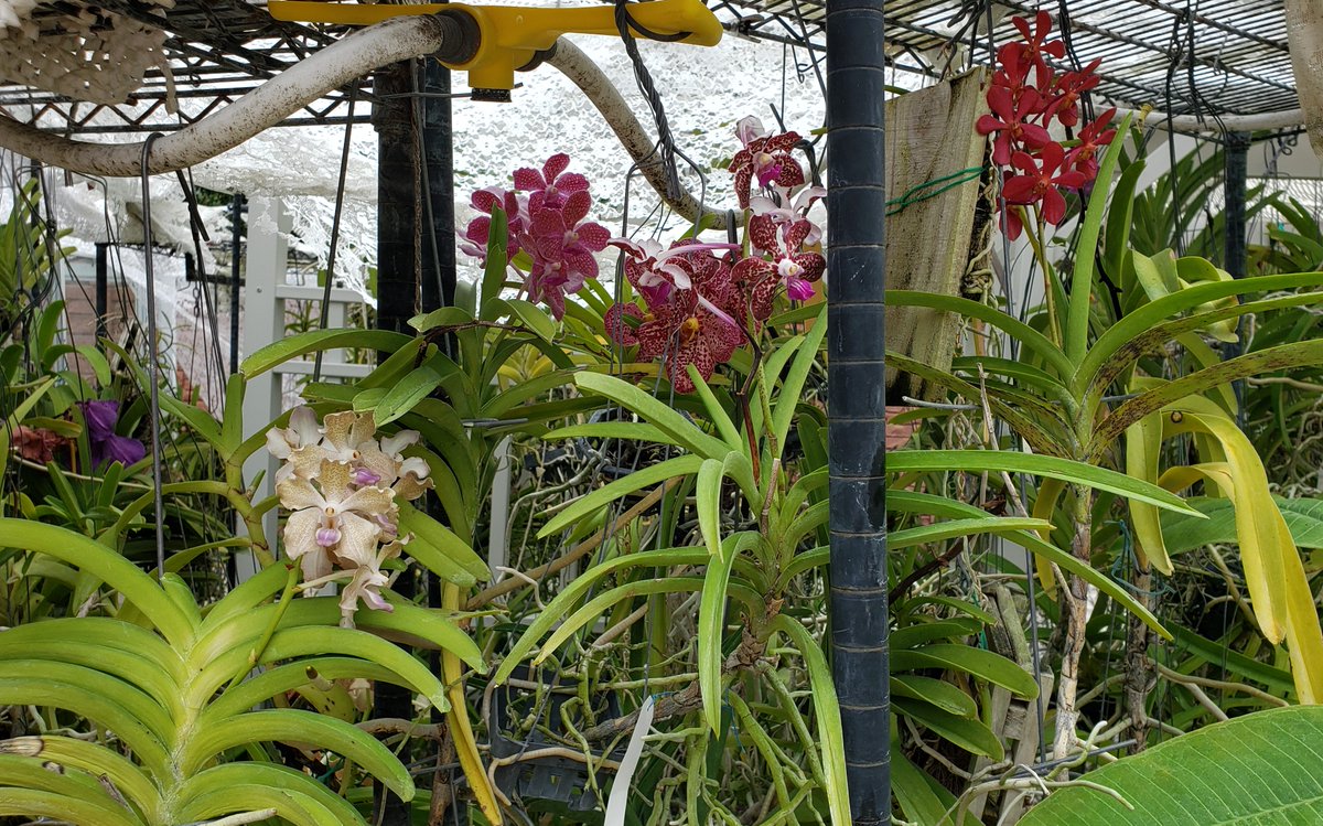 ConnieYurkus's tweet image. Today was move a few things around, day. I am trying to keep my bloomers where I can get to them. And I have shelves set up in case we get a storm come through in the next month or so. My #OrchidExerciseProgram is at full throttle. #orchids #vanda #dendrobium