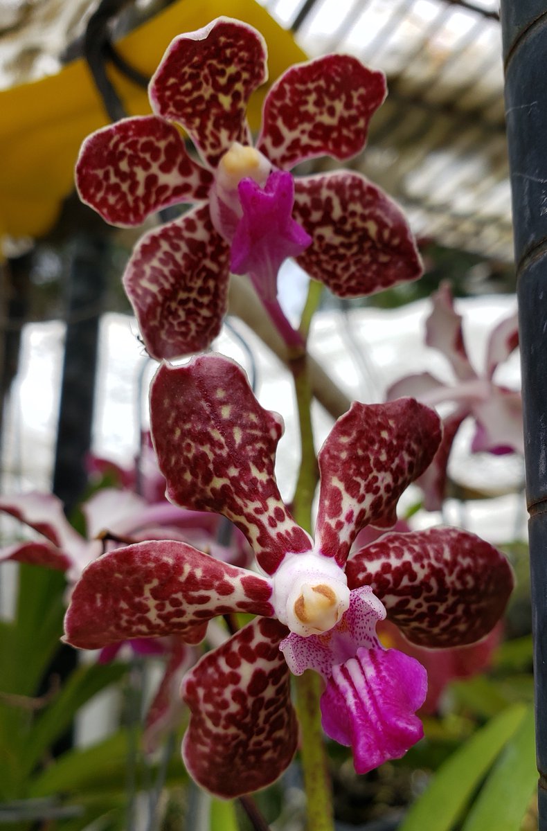 ConnieYurkus's tweet image. Today was move a few things around, day. I am trying to keep my bloomers where I can get to them. And I have shelves set up in case we get a storm come through in the next month or so. My #OrchidExerciseProgram is at full throttle. #orchids #vanda #dendrobium