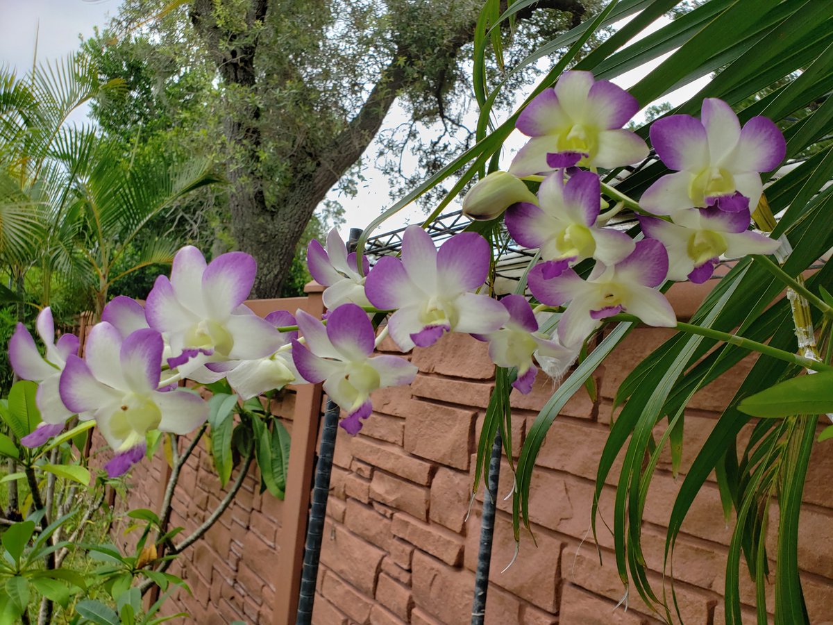 ConnieYurkus's tweet image. Today was move a few things around, day. I am trying to keep my bloomers where I can get to them. And I have shelves set up in case we get a storm come through in the next month or so. My #OrchidExerciseProgram is at full throttle. #orchids #vanda #dendrobium