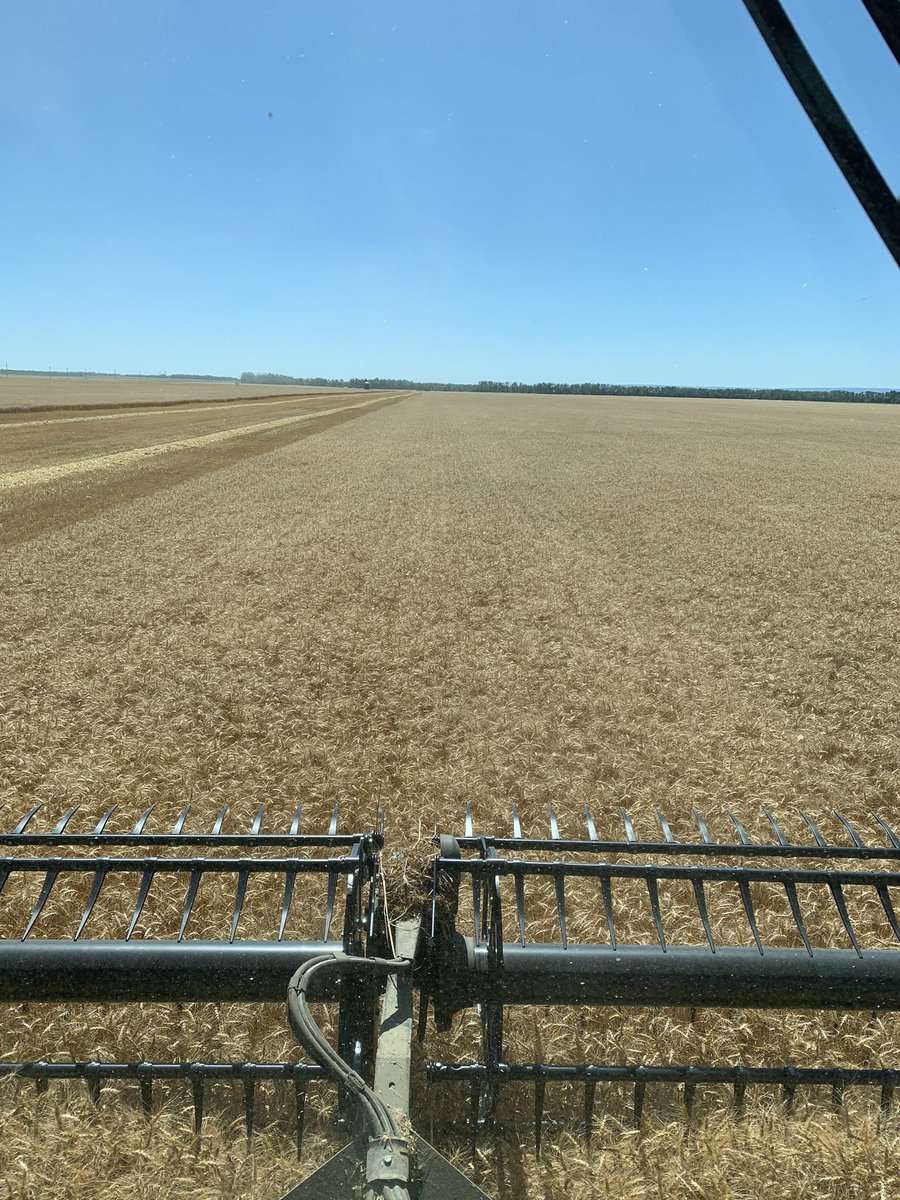 rpbrunel's tweet photo. #wheat #harvest20 #Cardale https://t.co/w056D3oZx6