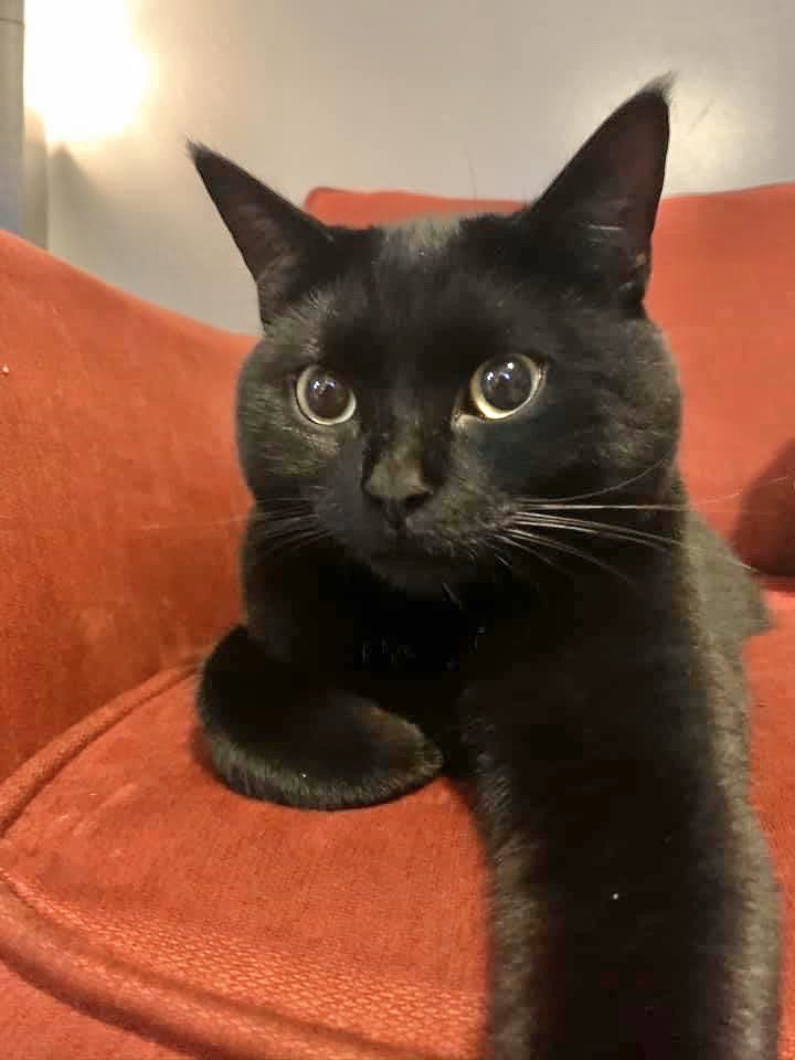 cthumane's tweet photo. Courtesy post: Midnight has been missing since last week from Upper Pattagansett Rd., East Lyme. If you see him, you can call to him. He is very friendly & comes to his name. Heβs known to come to the sound of food shaking in a bag. Call Amber with info: 860-857-7059 #CTpets https://t.co/lxLNShHCgs