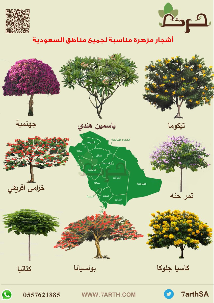 osaimy's tweet photo. #أشجار مناسبة زراعتها في مدن #السعودية.

@co_aw1 https://t.co/ODSvoSaI8U