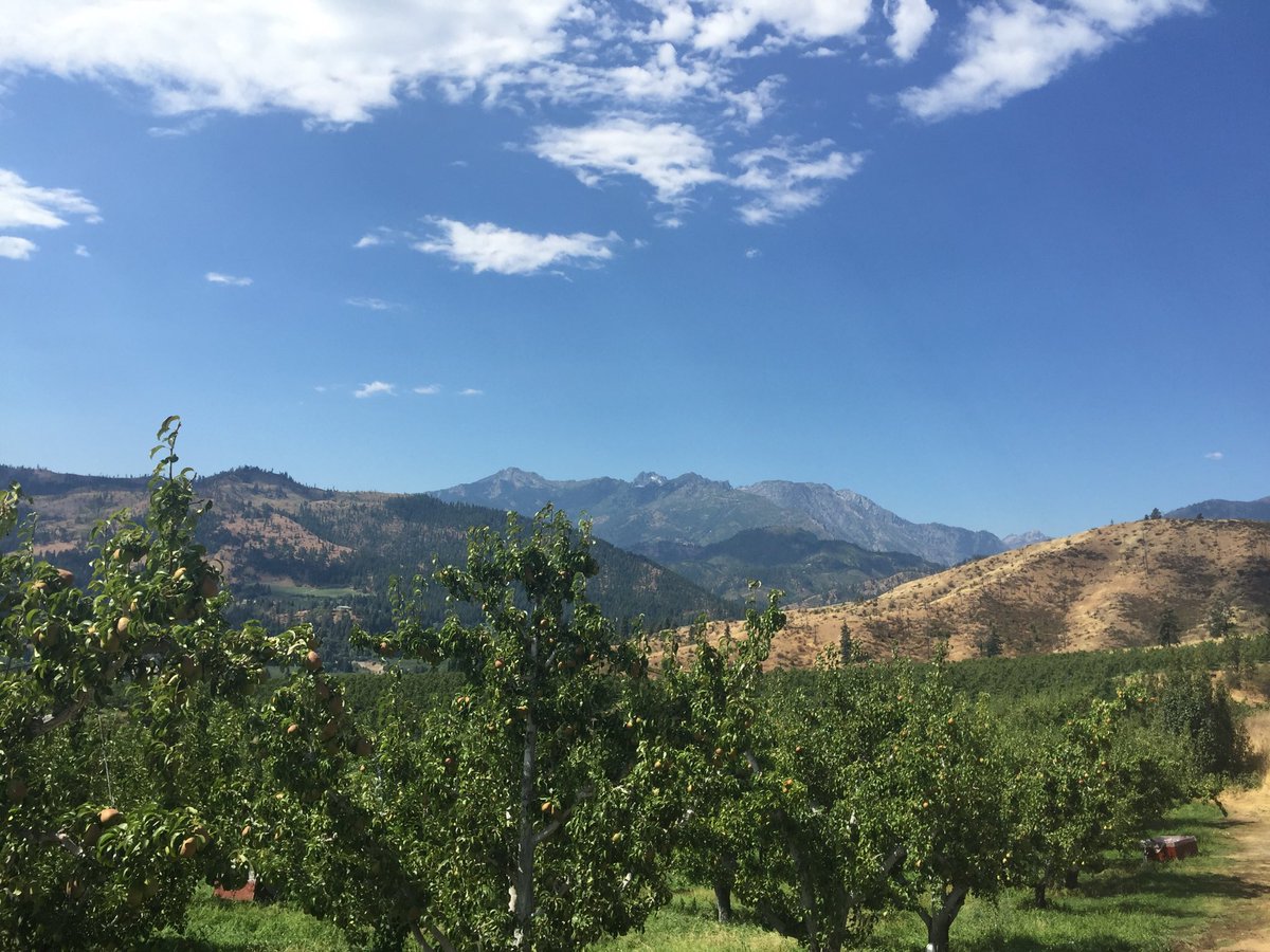 WSUTFRECPhysiol's tweet photo. It’s great to do stress research in pear orchards around Wenatchee https://t.co/TcAUPKRL1x