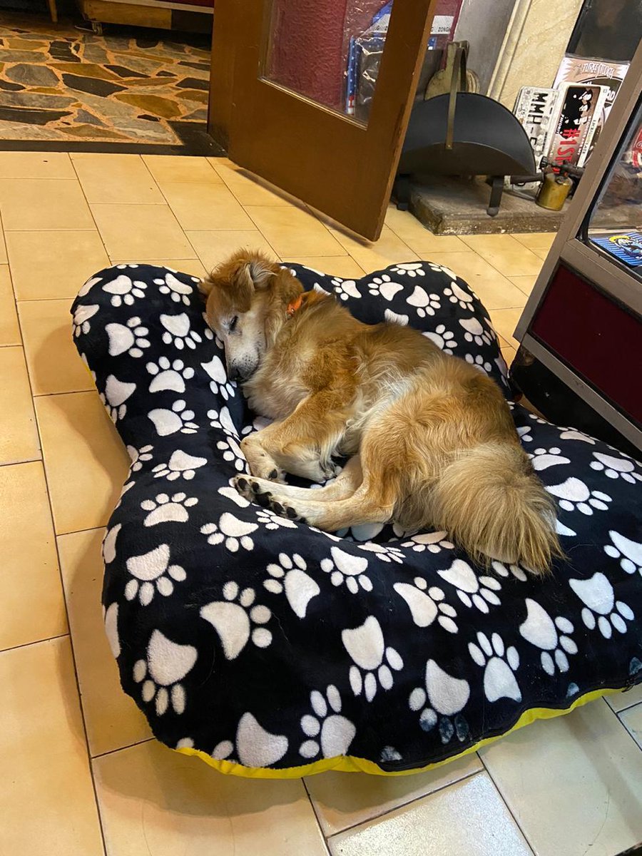 PetAngelsCol 🐱🐶 tweet media