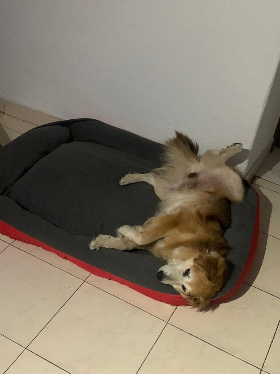 PetAngelsCol 🐱🐶 tweet media