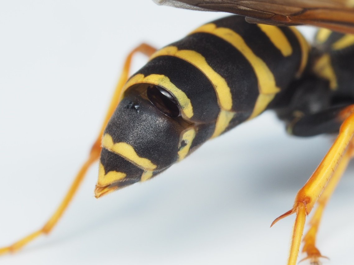 Another emerged male! Soo many opportunities missed!