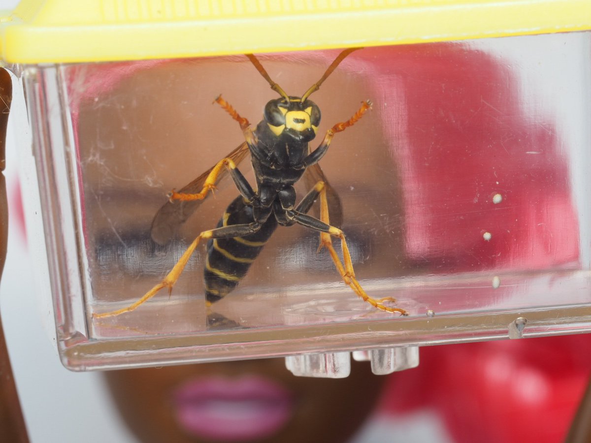 Another emerged male! Soo many opportunities missed!