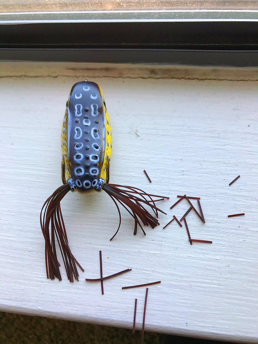 pewpewfishing's tweet photo. 🐸 FROG FISHING TIPS 🐸

1. TRIM THE LEGS 🦵🏻
2. BEND OUT THE HOOKS 🔪 
3. BRAID, BRAID, BRAID ❗️🧵

P E W P E W F I S H I N G 
_______________________________
#frogfishing #topwaterfishing #topwater #topwaterfrog #fishing #bass #bassfishing #fishingtips #fishing #largemouthbass https://t.co/1cY6WrsQwP