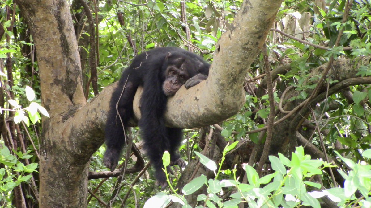 andreabrab's tweet image. Anyone else feeling like like Jumkin this Monday? Wish I could relax with this Fongoli chimp alpha by Sakoto Pool @NatGeo  #chimpanzee #Senegal #MondayMood