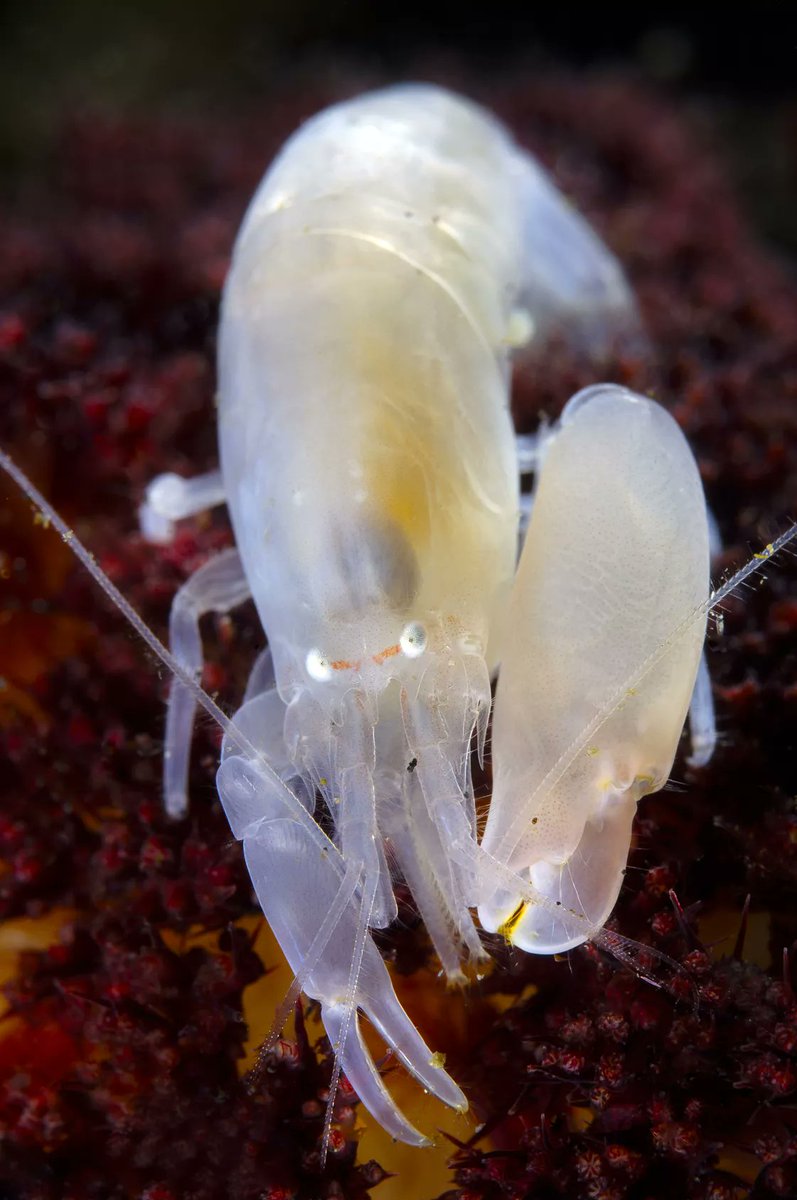 Dr_SicMundusCE's tweet photo. Snapping shrimp are small arthropods only 1-2 inches in size. There are 100 of sps of snapping shrimp
#PistolShrimp
#SnappingShrimp
👉IT  PRODUCING A SOUND LOUD ENOUGH TO BREAK GLASS JARS
👉IT CAN BE EASILY RECOGNIZED BY ITS SNAPPING CLAW
👉IT CAN REGENERATE ITS SNAPPING CLAW https://t.co/CUNS0WFxGd