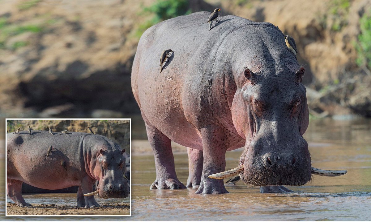 покажи мне бегемота. покажи мне бегемота. бегемот в саванне. гиппопотам гиппопотам. бегемот hippo.