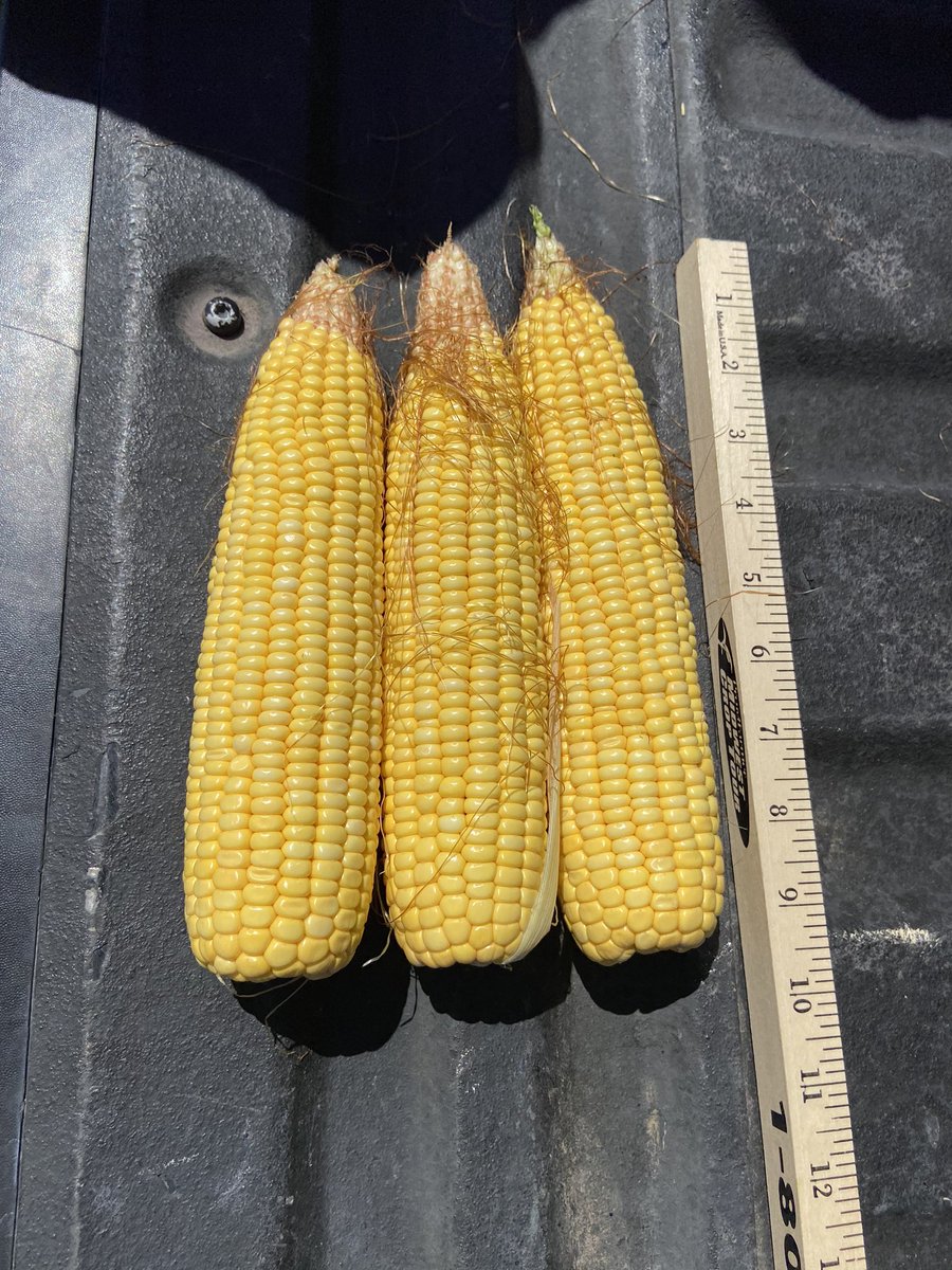 kannbwx's tweet photo. Well South Dakota, looks like you have a beautiful crop coming. Definitely the most consistent I have ever seen it.

Average #corn yield in 12 stops: 189.5 bu/acre
Average pods for #soybeans in a 3x3 plot: 1373

#pftour20 https://t.co/HY6EZxeyfn