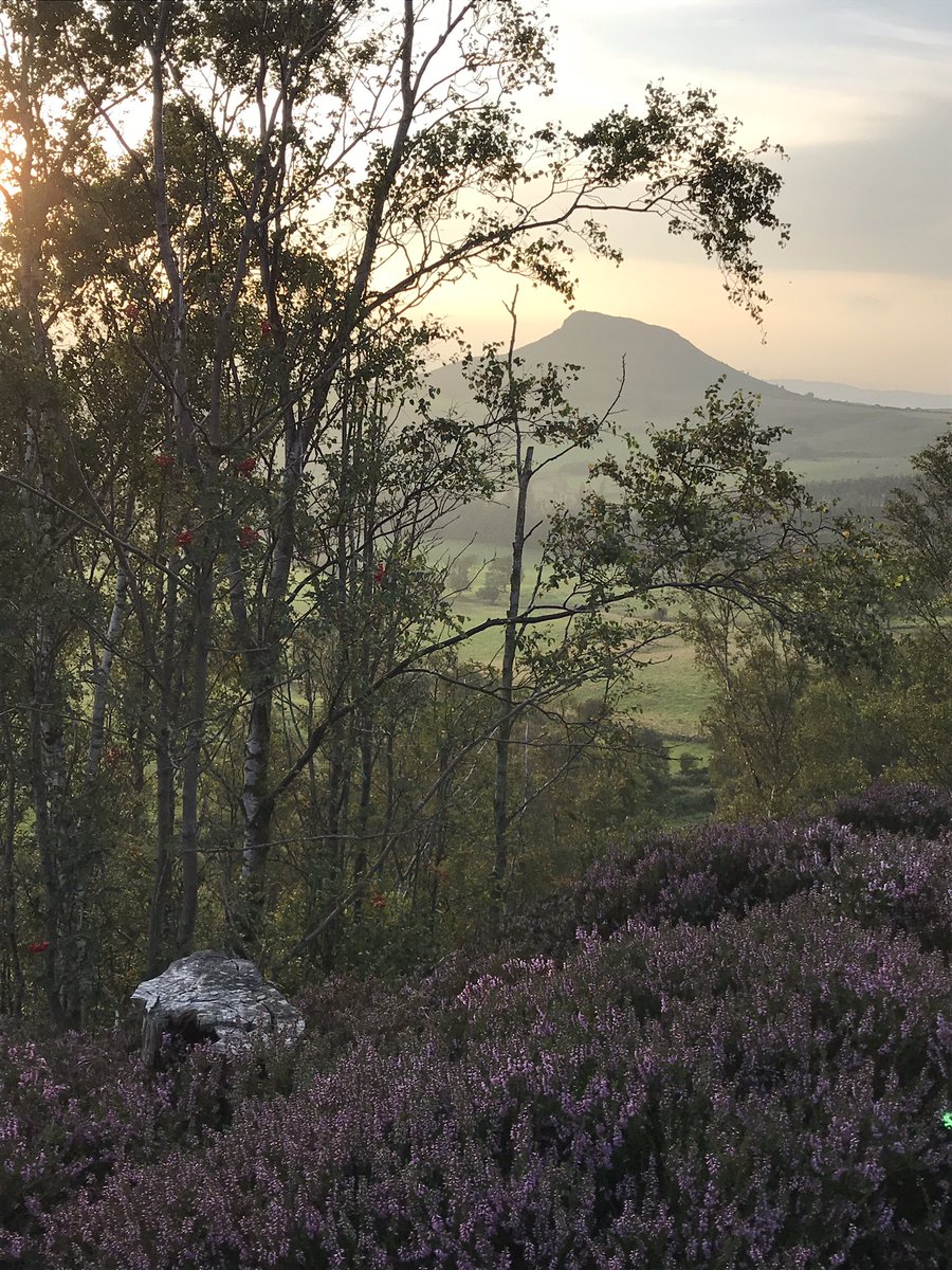 Decided to venture out and see what the heather was like, just hoping the wind drops soon 🤞🏻