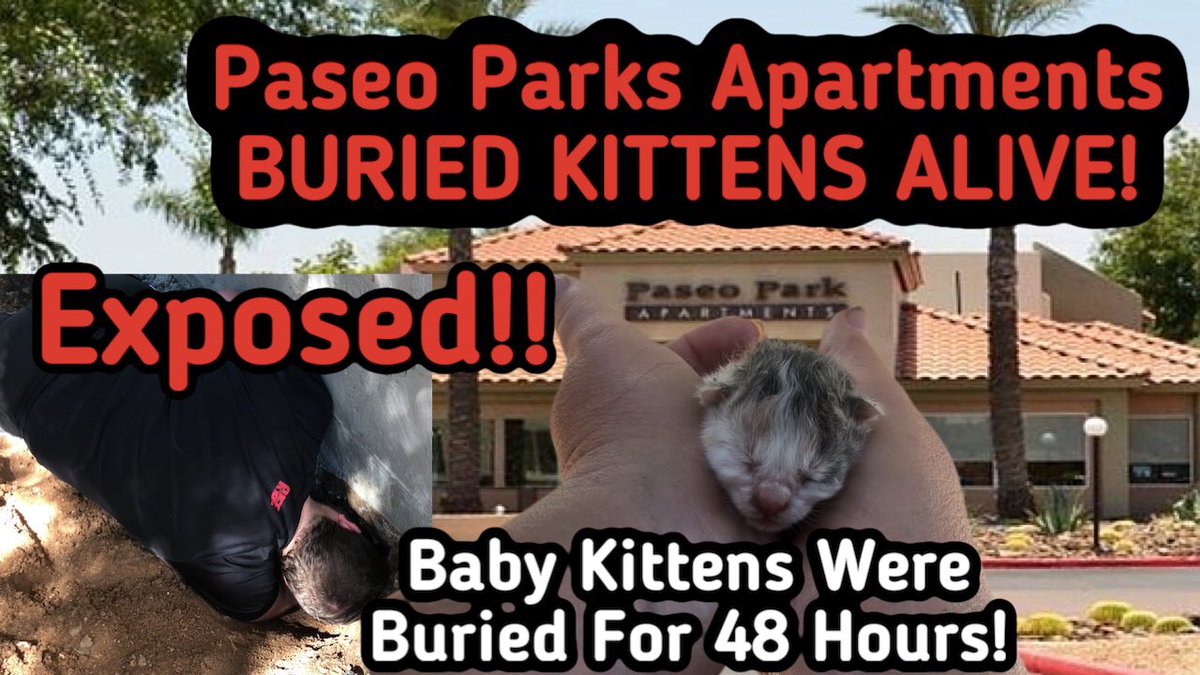 FS_projects_'s tweet photo. PASEO PARKS APARTMENTS MURDER KITTENS! PLEASE SHARE! I WANT THESE MONSTERS EXPOSED! 

https://t.co/oxPn9IKRLK https://t.co/mffHV4iAgW