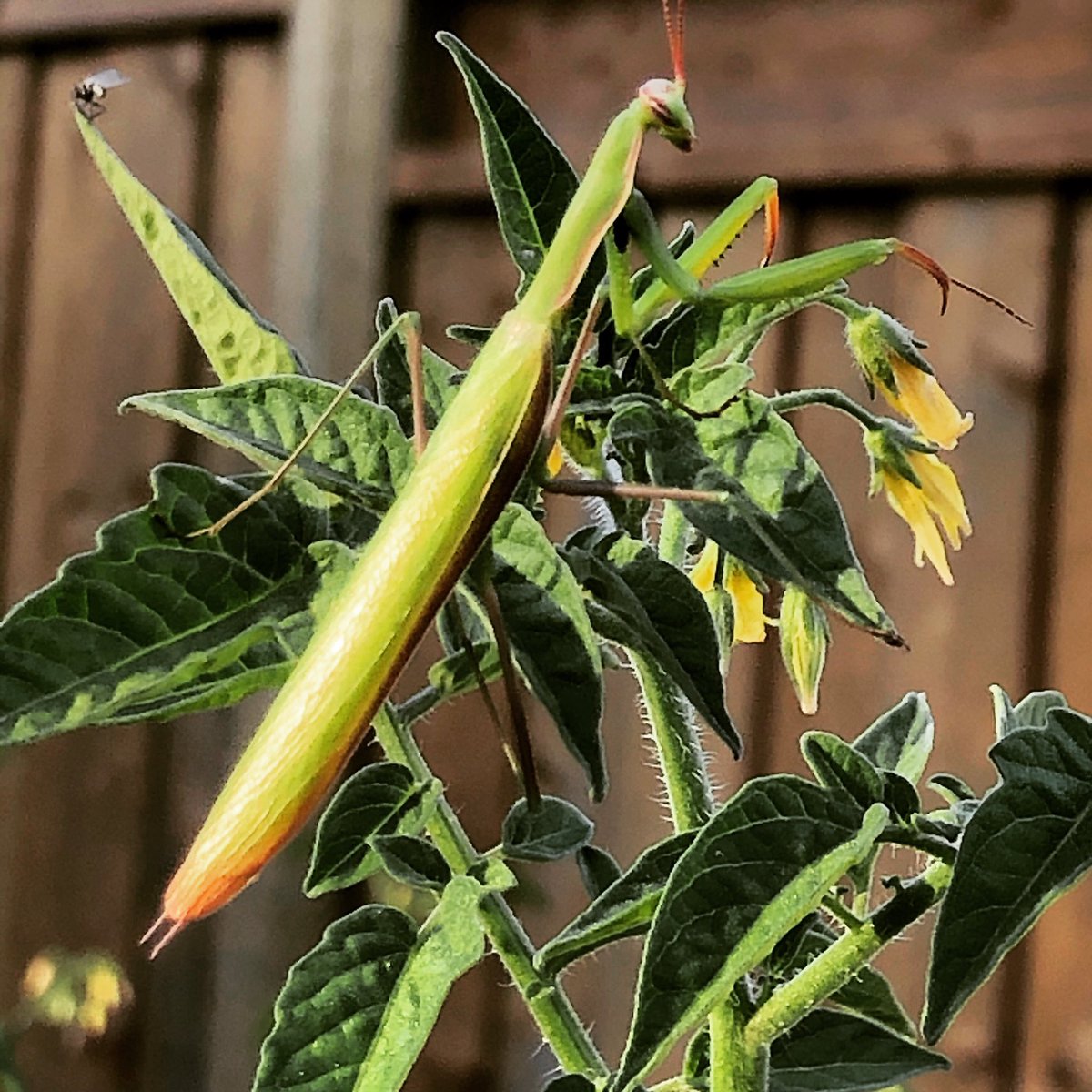Found this in our garden! You can watch a video about the Praying Mantis from Animal Planet here youtu.be/6hGuallLPcM