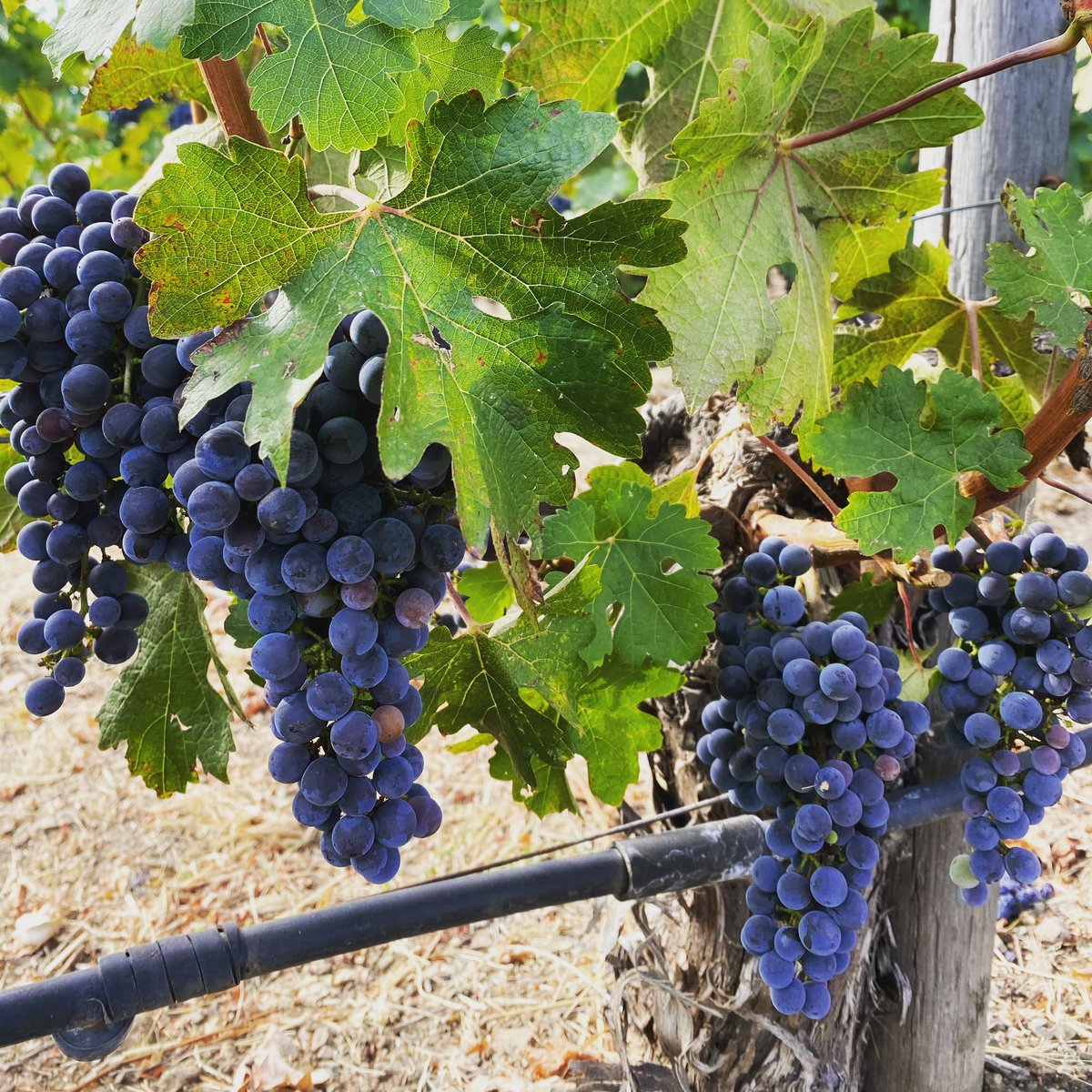 Not long until harvest... 
•
•
#wine #winelover #winerytasting #vineyard #vines #vineyard29 #sthelena #california #californiawines #californiacabernet #harvest #harvest2020 #winemaker #winemaking #napavalley #napavalleyharvest