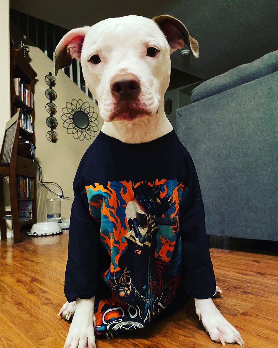 miami_muse's tweet photo. Some #MondayMotivation for you (that face though🥺) Link in my bio to get your own matching tee & other exclusive @BCInitiate merch! @centurymedia #violentportraitsofdoomedescape OUT NOW ⚡️#orchardambassador https://t.co/3vIZsu1XWK