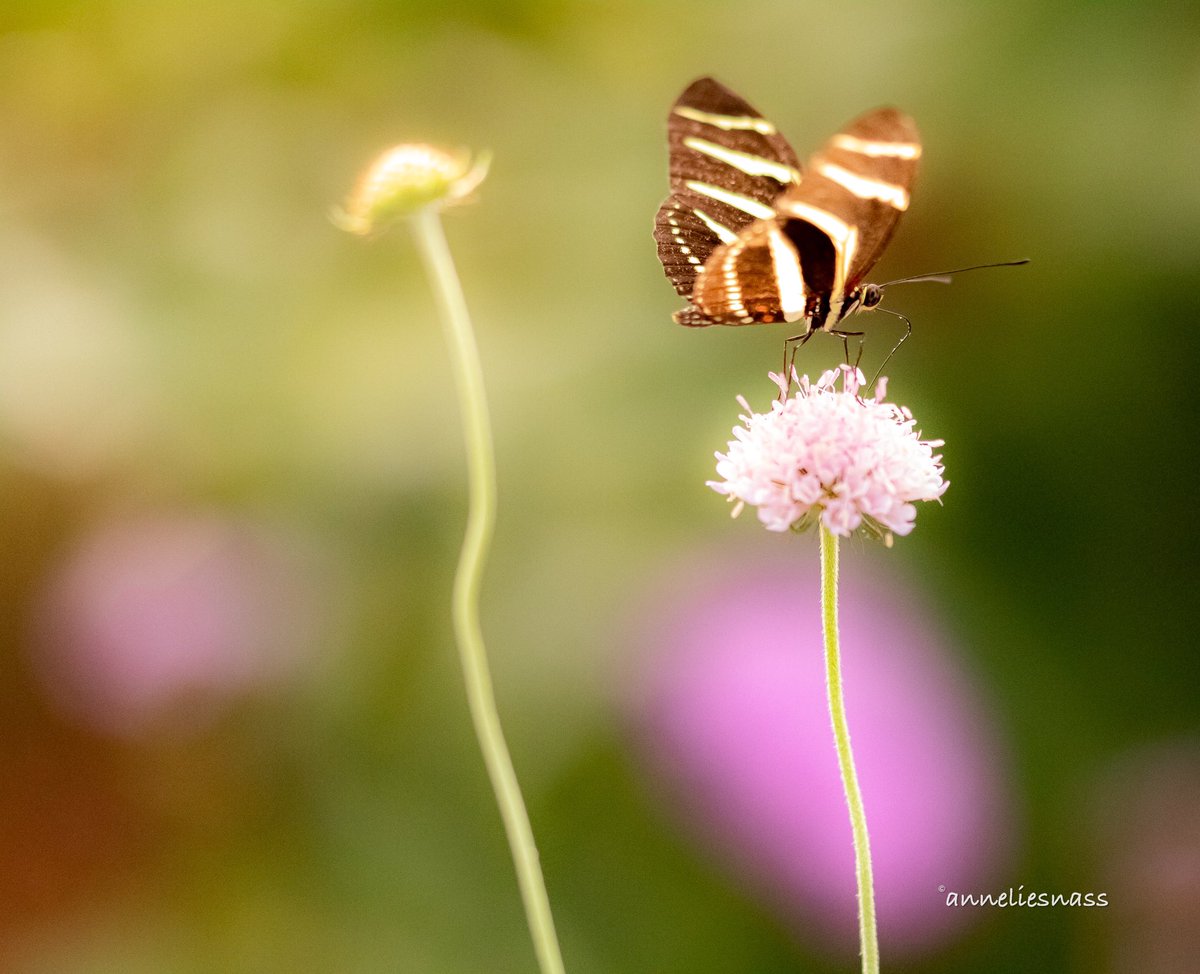 AnneliesNass's tweet photo. #mood π¦π#painting #pastel #lovely @passiflorahoeve #sigma105mm #canonphotography #105mm #butterfly #butterflyphotography #butterfly #romanticcolors #romantic #dreamy #vlinderfotografie #justaroundthecorner #colorexplosion #colorsofnature #thebeautyofnature #summervibes https://t.co/gEjnCd3COc