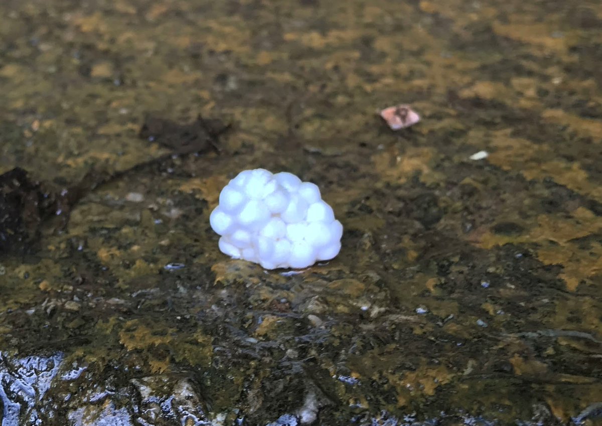 My curiosity got the better of me when I found these foam pebbles washing into my not-so-secret swimming cove (the one with the "No Swimming" sign). They're made of the same stuff as takeout containers and coffee cups -- polystyrene foam or the copyrighted "Styrofoam."