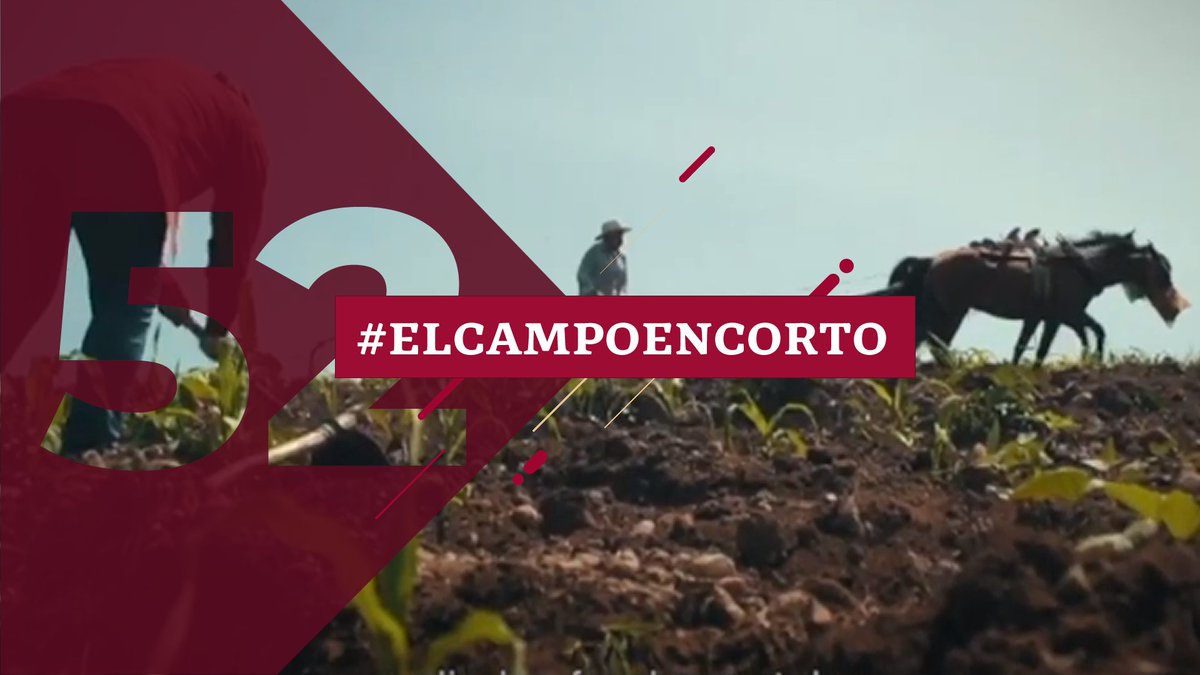 Agricultura_mex's tweet photo. En #ElCampoEnCorto te contamos sobre cómo impulsamos a pequeños productores a través de nuestros Programas Prioritarios.

https://t.co/8LTGCq69C2
#AgriculturaMexicana https://t.co/rmURyabozG