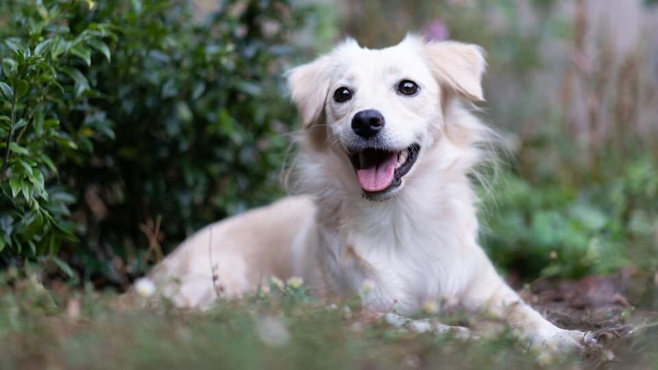 Tweeterienie's tweet photo. @decluit te adopteren via https://t.co/xINa4uGpoh, zie ook facebook. https://t.co/pMAaJzKTeP