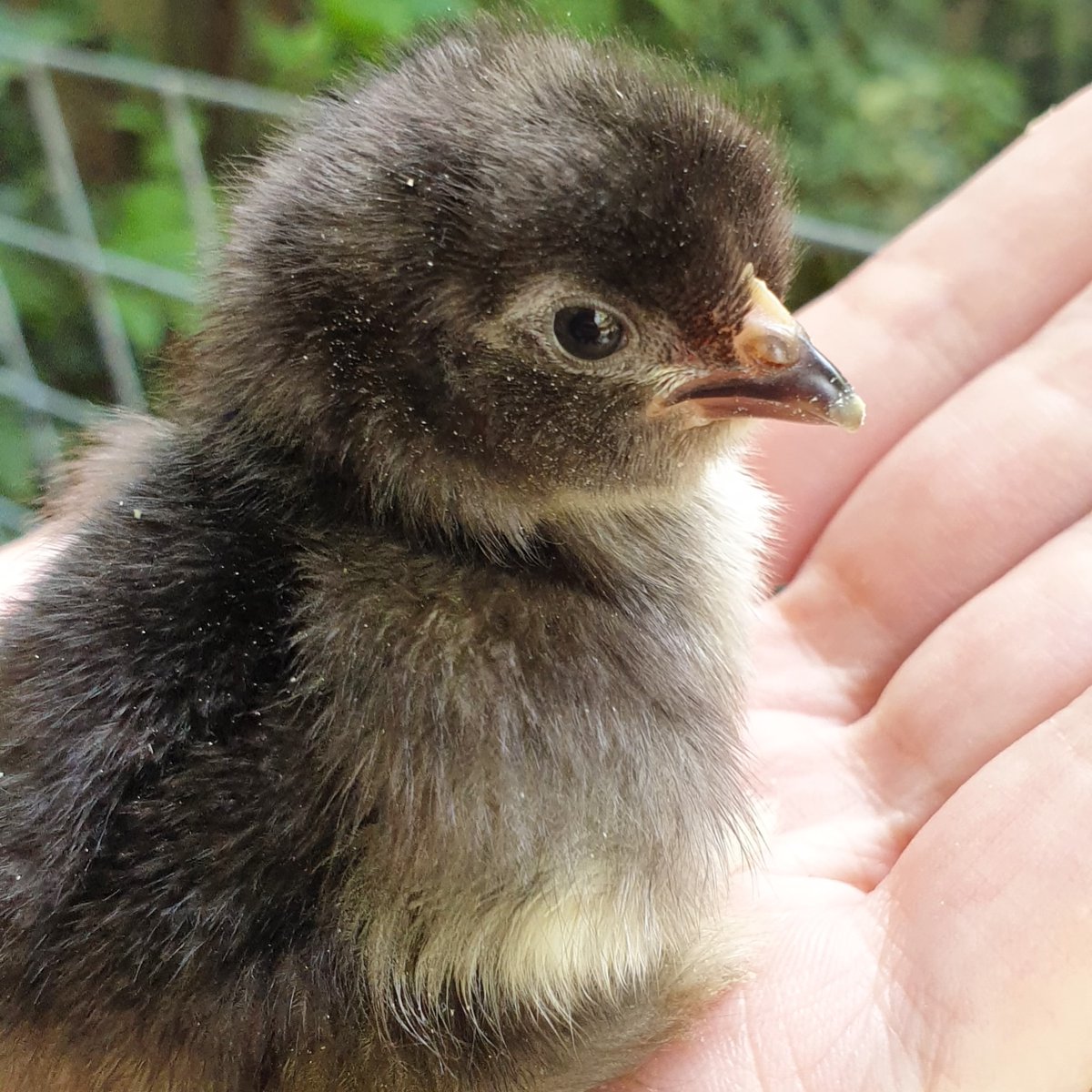 TallTanjaa's tweet photo. I would like to introduce you to our new family member! 🐣🐥私たちの新しい家族を紹介します！ https://t.co/w98ph1mFEo