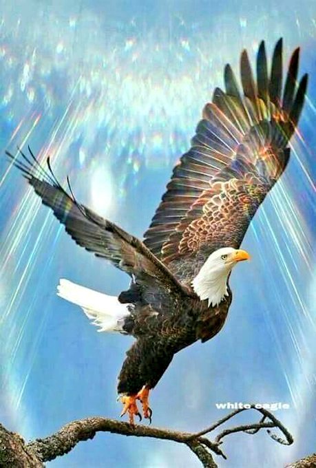 Don't let your fears control you! 
Fly like an #Eagle 🦅

#SuccessTRAIN #Joy #PeaceLove #wellness #MentalHealthMatters #KindnessInYourWords #MentalHealth #covid #Covid19 #Mindfulness  #behappyandsmile #courage #mindset #makeyourownlane #FlyWithConfidence
@KariJoys @BHARAT__SURYA