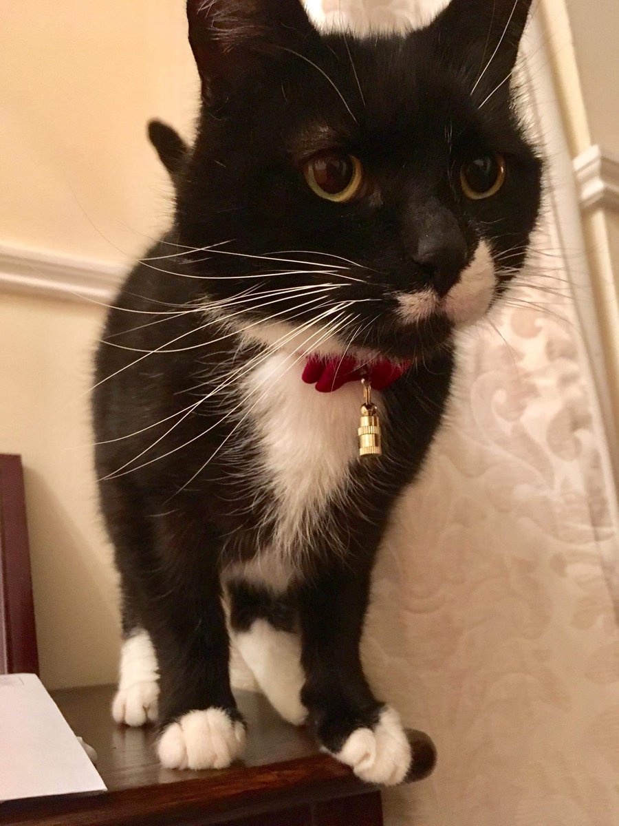 From a page follower:
my cat didn’t come home last night and is still missing-would you mind posting his picture and asking people to comment if they’ve seen him please? We live in the Shrewsbury Lawn/Kilboggett area. His name is Jonah. Thanks a mill