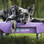 Photo by Blue-9 Pet Products (@Blue9Pet)