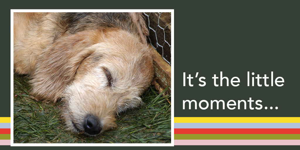 Sometimes its the little moments, like this little one who was clearly exhausted after a fun day at the 2011 fair! ⁠
⁠
#GCF2020 #itsadogslife #scottishevents #drumlanrigcastle #seesouthscotland @dgwgo @dglifemag @visitsouthwestscotland #visitscotland #countryfair