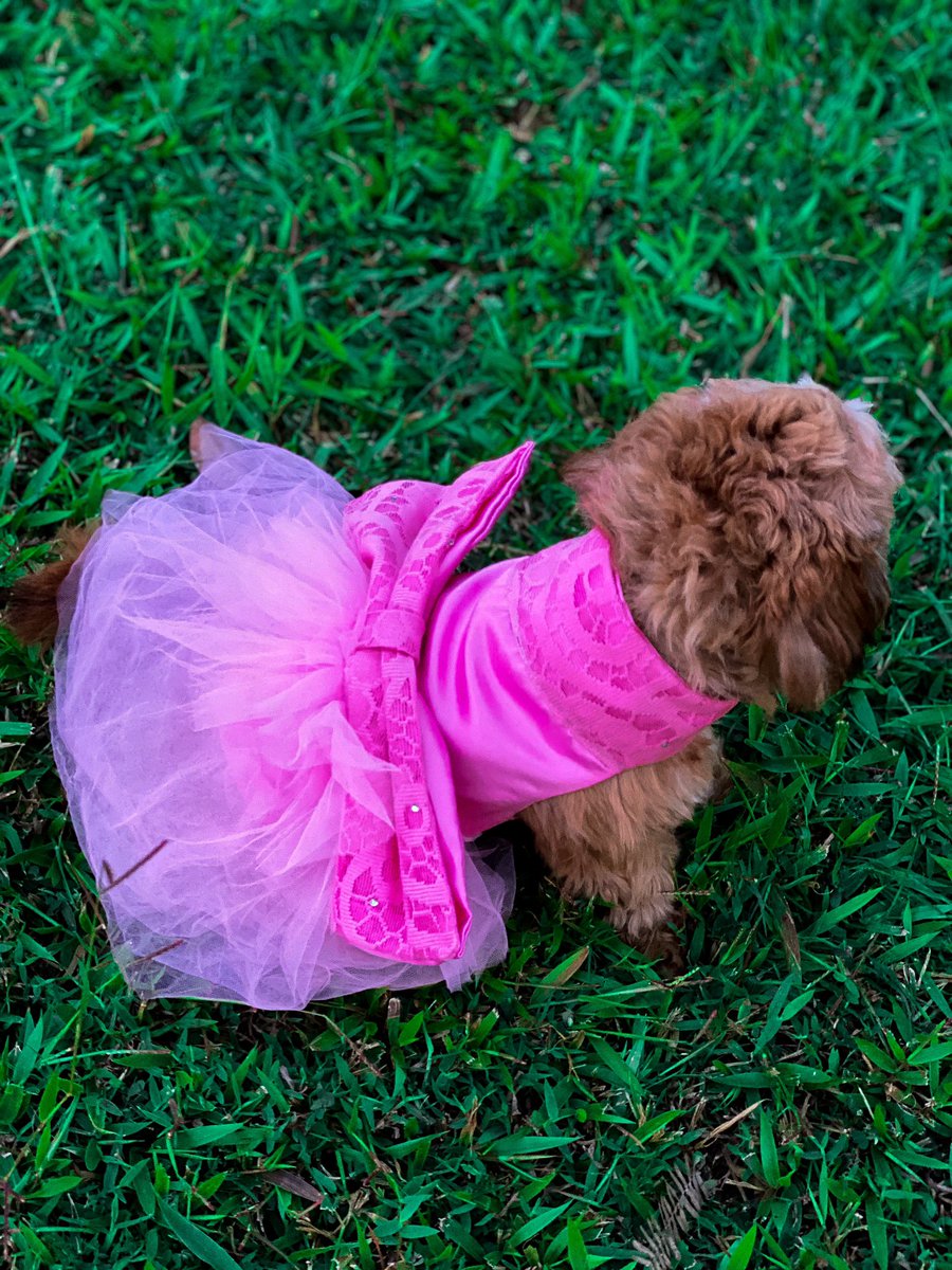 tarawoye's tweet image. Today is my coco’s first birthday❤️❤️🥳! My baby the boss lady💯❤️ she has a pet apparel brand launching soon🥳❤️❤️ #thebig1