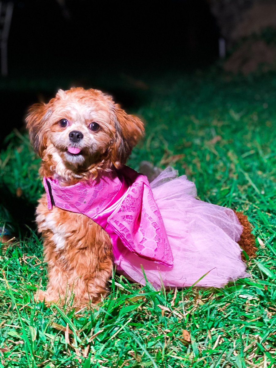 tarawoye's tweet image. Today is my coco’s first birthday❤️❤️🥳! My baby the boss lady💯❤️ she has a pet apparel brand launching soon🥳❤️❤️ #thebig1