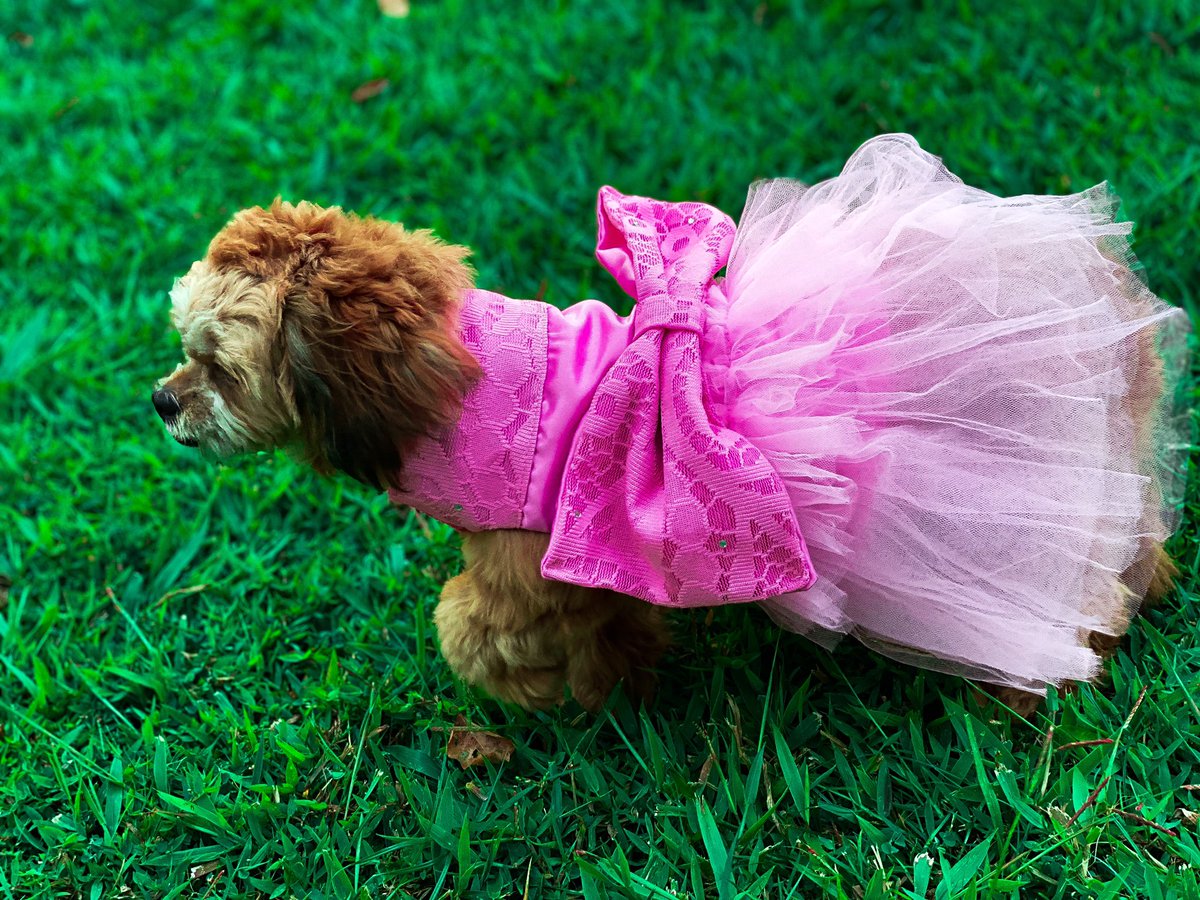 tarawoye's tweet image. Today is my coco’s first birthday❤️❤️🥳! My baby the boss lady💯❤️ she has a pet apparel brand launching soon🥳❤️❤️ #thebig1