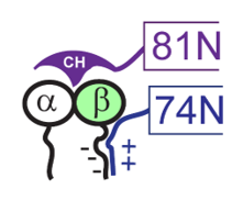Elegant work from  @esben_lorentzen described the IFT81/74 tubulin-binding module. IFT81 N-term CH domain binds a/b interface for specificity, while IFT74 N-term basic residues stabilize the electrostatic interaction w/ acidic b-tub C-term (called E-hook). PMID:23990561 (3/9)
