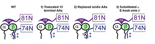 (to present paper) So, what happens if we express GFP-b-tub (~8% of total tubulin) with mutated E-hook in WT Chlamy? I made 3 constructs of GFP-b-tub: 1) truncated 13 terminal AAs 2) replaced acidic AAs to disrupt charge-based interactions 3) subbed the a-tub C-term. (5/9)