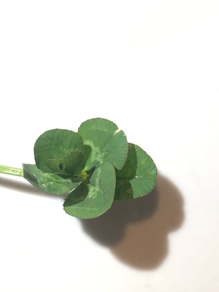 superneigh's tweet photo. Found a seven-leaf clover today #styria #summerholidays 🙃 https://t.co/QDjxhChtjJ