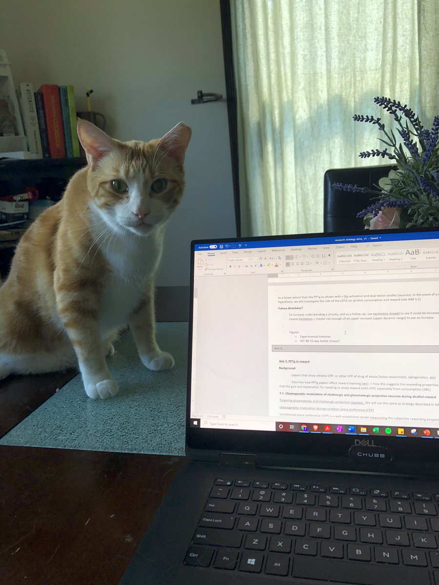 Sarah_Mulloy's tweet photo. Working @ home day whatever: Roman has officially grown jealous of the attention my laptop receives and tries to destroy it when I’m not looking. Wish me luck on my next writing deadline https://t.co/Llrvu1AJCr