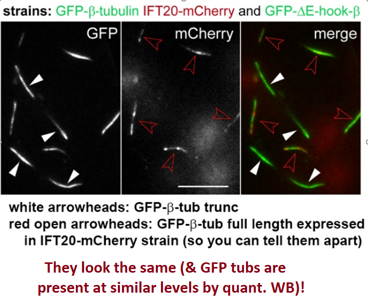 The ciliary growth rates, length, motility, IFT velocity of GFP-b-tub were normal. However, IFT frequency of the mutant tubulins were all reduced (most affected was trunc E-hook @ 90% ↓). Although largely not transported, it incorporated into axoneme at normal levels! (6/9)