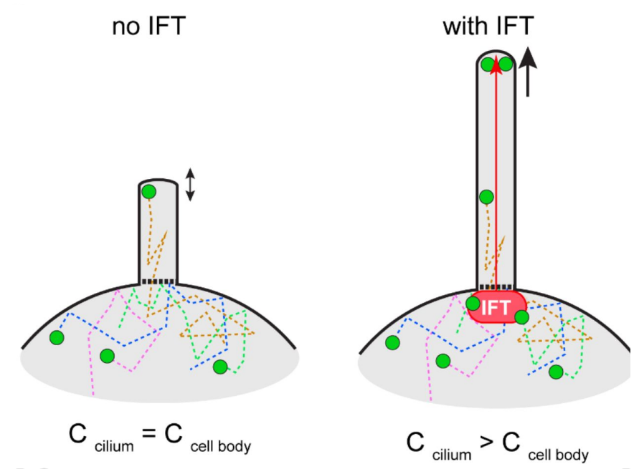 We propose that most tubulin enters cilia by diffusion and can incorporate into axonemal microtubules. However, IFT of tubulin is required to exceed the critical concentration for efficient & rapid microtubule polymerization at the plus-ends at the ciliary tip. (9/9)