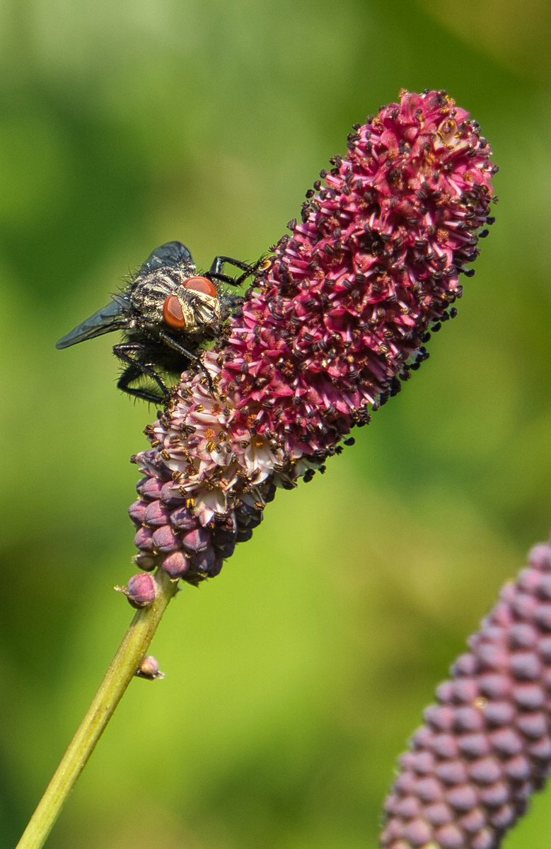 Graue Fleischfliege
#sonyalpha6400 #zeiss1670 #madewithlumimar4 #arboretum #nature #natur #insekten #insect
#NaturePhotography