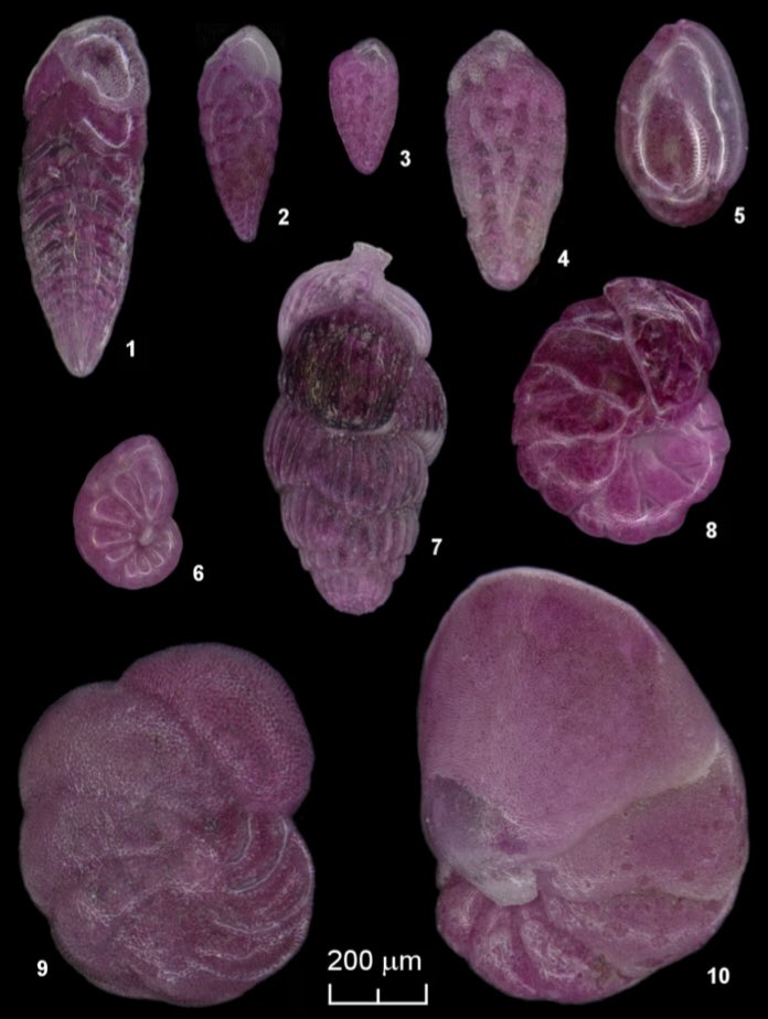 ForamsNews's tweet photo. A hidden sedimentary phosphate pool inside benthic foraminifera from the Peruvian upwelling region might nucleate phosphogenesis. https://t.co/rzdvYTr8Qi https://t.co/3LPy1L7OHI