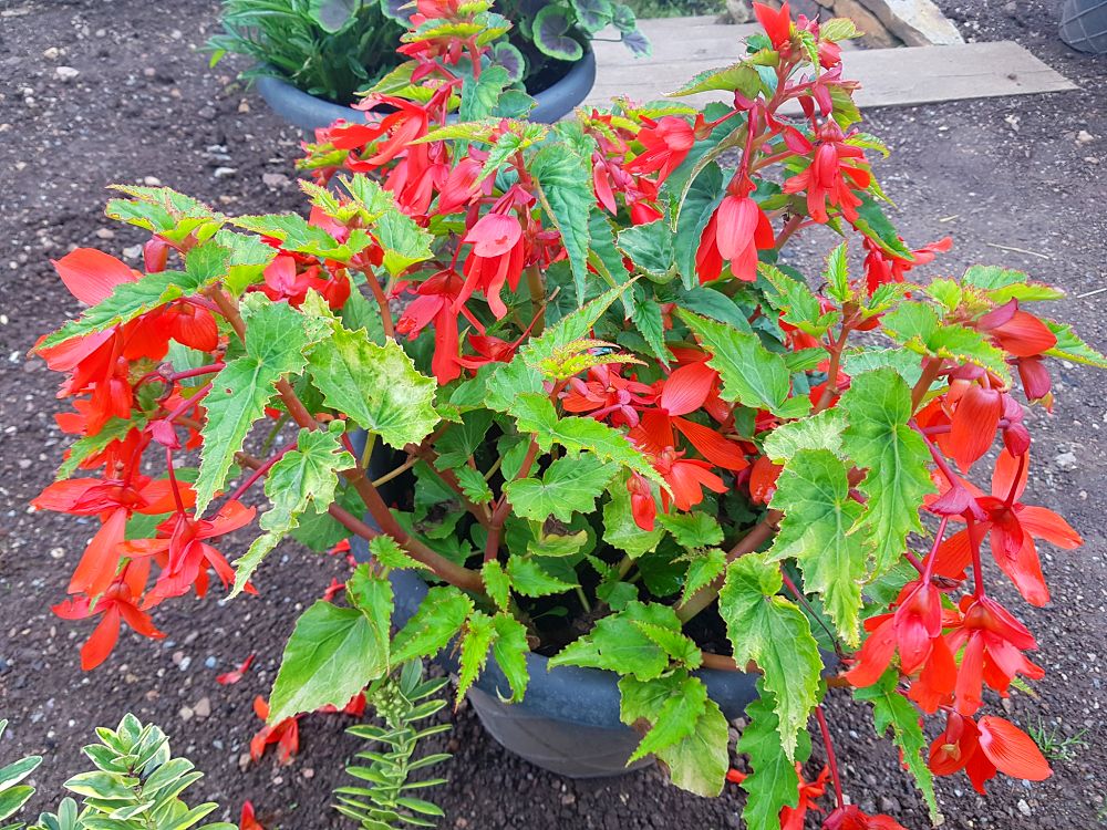 Hello #GardensHour a little contribution to your red theme! Begonia has been amazing this year 😍