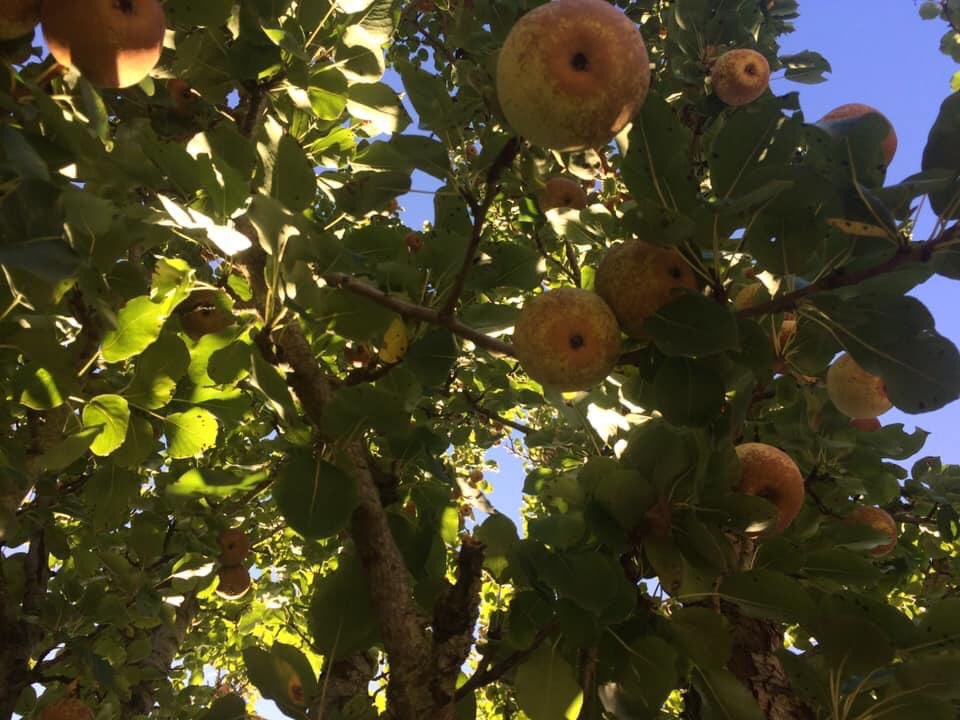 Severn Cider tweet media