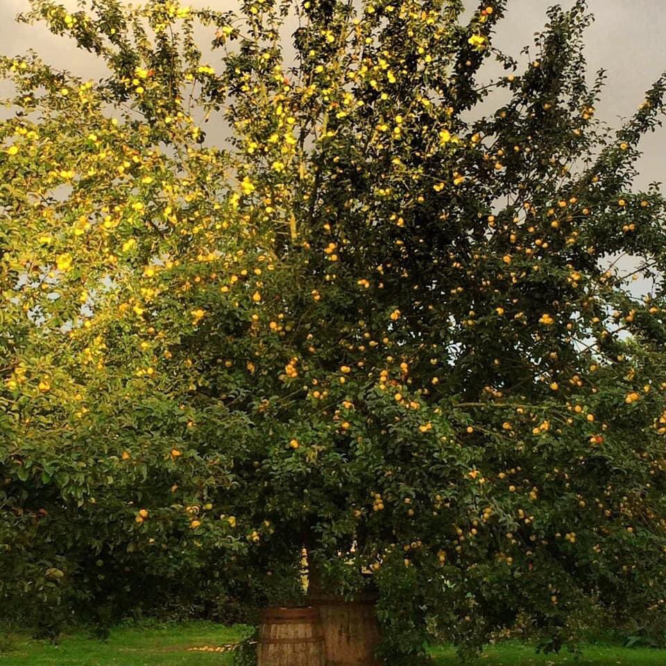 Severn Cider tweet media