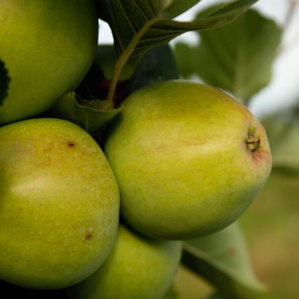 Severn Cider tweet media